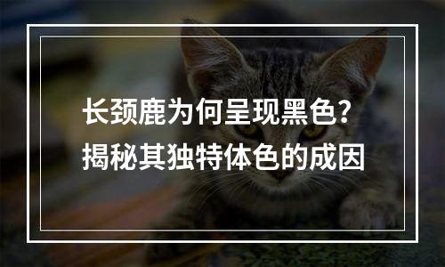 长颈鹿为何呈现黑色？揭秘其独特体色的成因