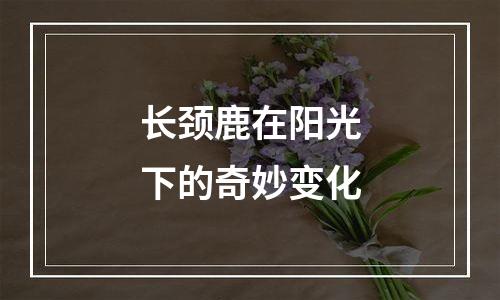 长颈鹿在阳光下的奇妙变化