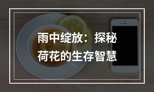 雨中绽放：探秘荷花的生存智慧