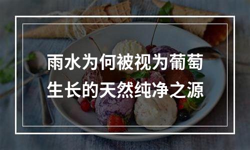 雨水为何被视为葡萄生长的天然纯净之源