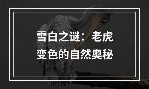 雪白之谜：老虎变色的自然奥秘