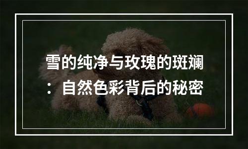 雪的纯净与玫瑰的斑斓：自然色彩背后的秘密