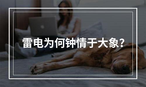 雷电为何钟情于大象？