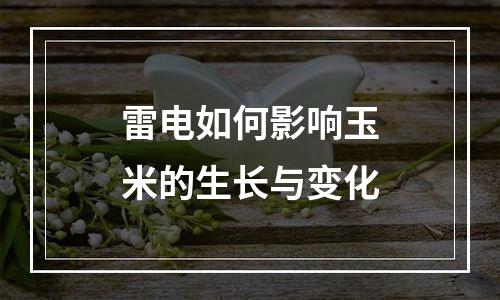 雷电如何影响玉米的生长与变化