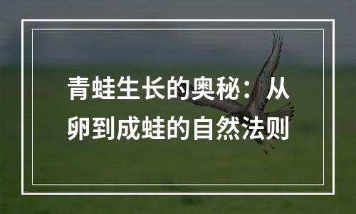 青蛙生长的奥秘：从卵到成蛙的自然法则