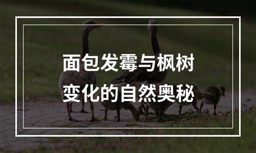 面包发霉与枫树变化的自然奥秘