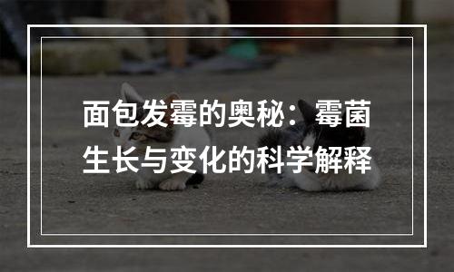 面包发霉的奥秘：霉菌生长与变化的科学解释