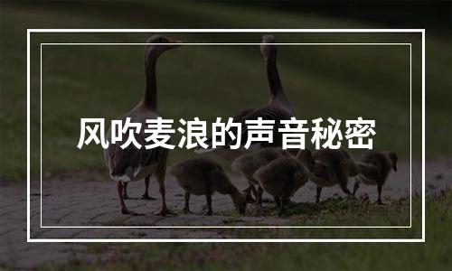 风吹麦浪的声音秘密