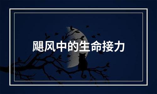 飓风中的生命接力