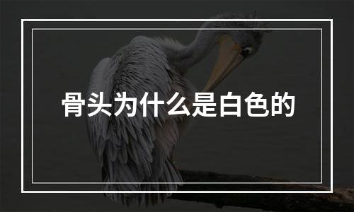 骨头为什么是白色的