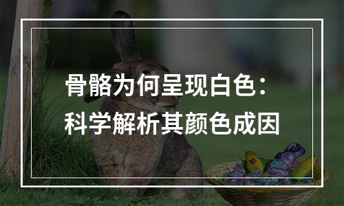 骨骼为何呈现白色：科学解析其颜色成因