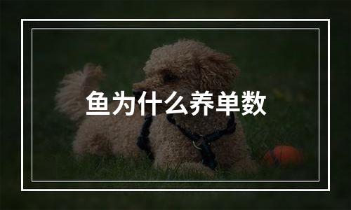 鱼为什么养单数