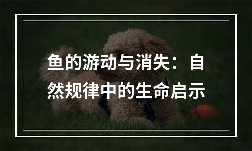 鱼的游动与消失：自然规律中的生命启示