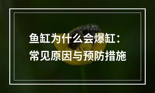 鱼缸为什么会爆缸：常见原因与预防措施