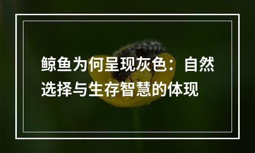 鲸鱼为何呈现灰色：自然选择与生存智慧的体现