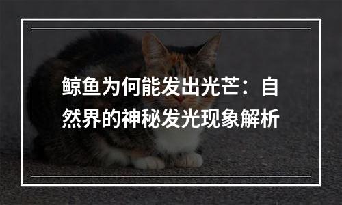 鲸鱼为何能发出光芒：自然界的神秘发光现象解析