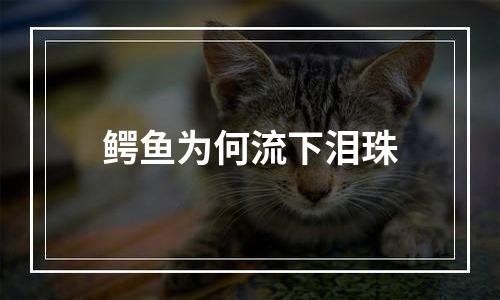 鳄鱼为何流下泪珠