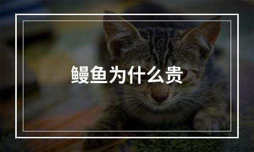 鳗鱼为什么贵