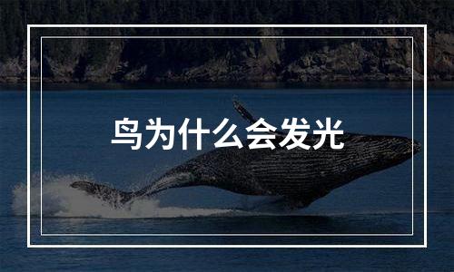 鸟为什么会发光