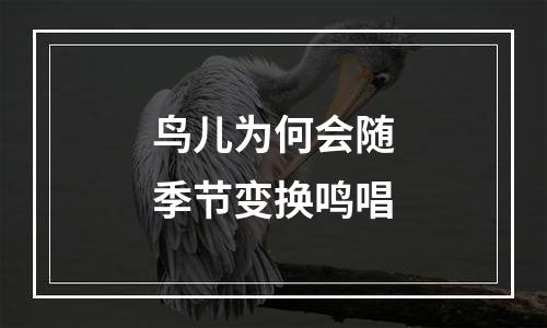 鸟儿为何会随季节变换鸣唱