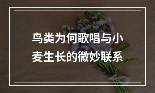 鸟类为何歌唱与小麦生长的微妙联系
