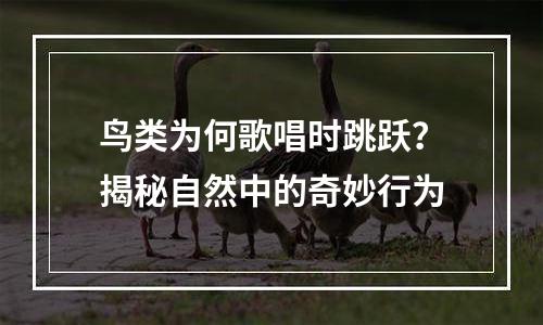 鸟类为何歌唱时跳跃？揭秘自然中的奇妙行为