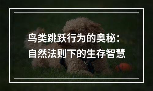 鸟类跳跃行为的奥秘：自然法则下的生存智慧