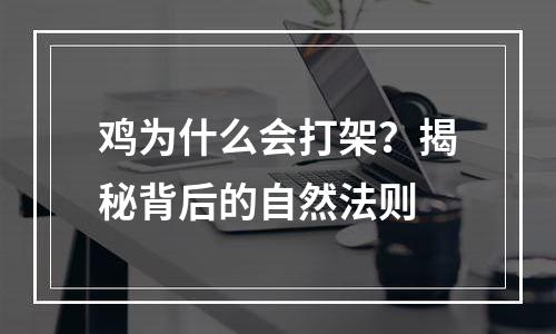 鸡为什么会打架？揭秘背后的自然法则