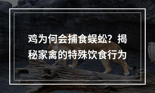 鸡为何会捕食蜈蚣？揭秘家禽的特殊饮食行为