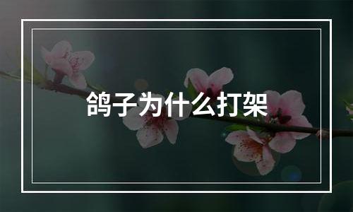 鸽子为什么打架