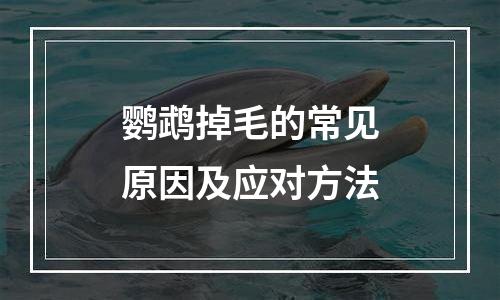 鹦鹉掉毛的常见原因及应对方法