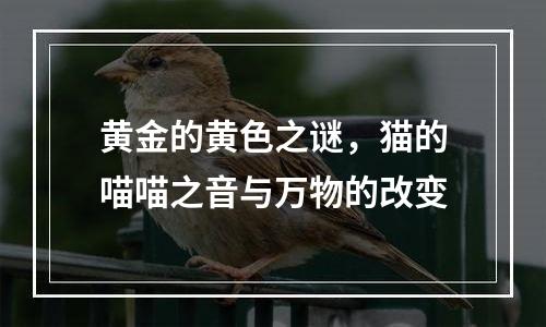 黄金的黄色之谜，猫的喵喵之音与万物的改变