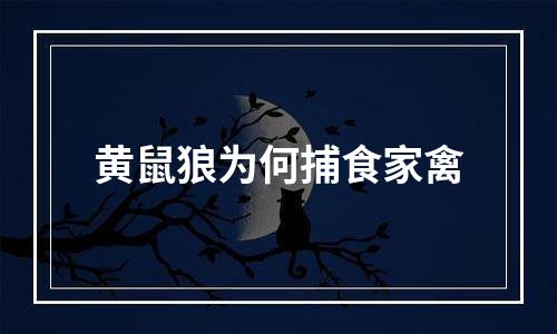 黄鼠狼为何捕食家禽