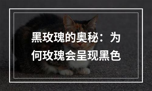 黑玫瑰的奥秘：为何玫瑰会呈现黑色