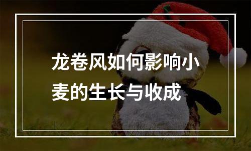龙卷风如何影响小麦的生长与收成