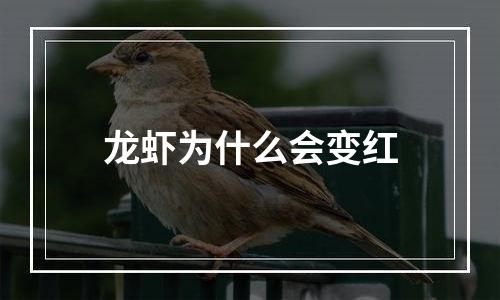 龙虾为什么会变红